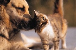 healthy-dog-cat Pets